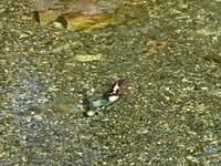 2 Sockeye suchen sich ein geeignetes  Plaetzchen