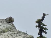 sogar Murmeltiere sind groesser in Kanada !