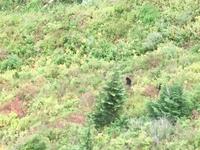 ein Schwarzbaer in Whistler