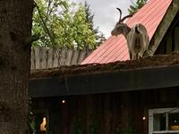 Geissen auf dem Dach