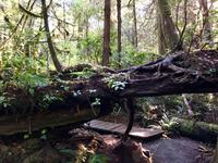 auf dem Baum ist was los