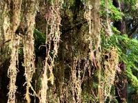 Es tropft im Regenwald bei Sonnenschein