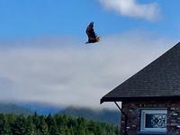 Weisskopfadler in Tofino