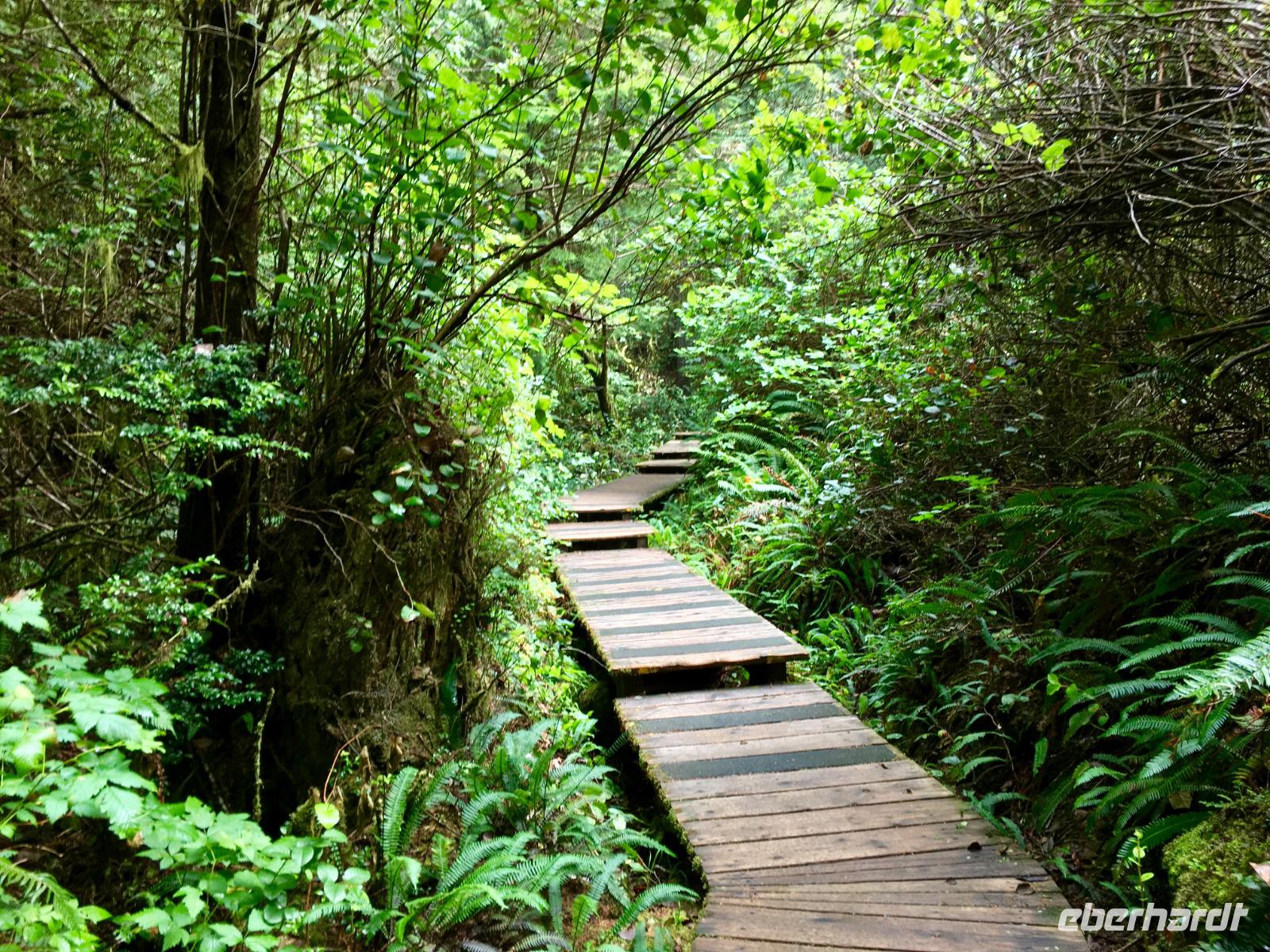 der Waldsteg