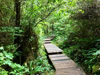 der Waldsteg