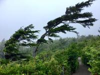 Von Wind, Wetter und Meer gezeichnete Natur
