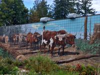 Wandmalerei in Chemainus