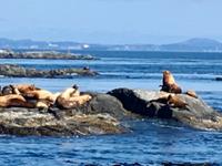 Kaliforina Seeloewen sonnen sich gerade