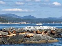 auch Stellar Seeloewen ruhen hier aus