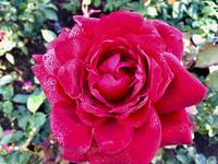 taufrische Rose
