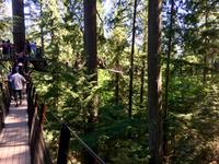 und auf die Baumwipfelwanderung auch