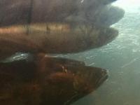 Lachse in der Fischleiter