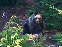 Coola bleibt lieber im Schatten 