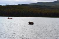 Erkundungen im Jasper-Nationalpark - Da steht ein Elch im Maligne Lake