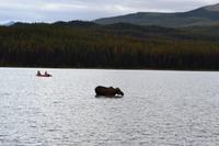 Erkundungen im Jasper-Nationalpark - Da steht ein Elch im Maligne Lake