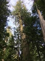 Auf dem Yellowhead Highway von Jasper nach Prince George - Spaziergang durch den Ancient Forest
