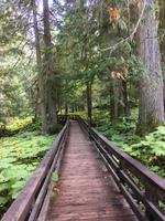 Auf dem Yellowhead Highway von Jasper nach Prince George - Spaziergang durch den Ancient Forest