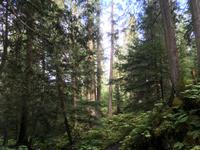 Auf dem Yellowhead Highway von Jasper nach Prince George - Spaziergang durch den Ancient Forest