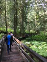 Auf dem Yellowhead Highway von Jasper nach Prince George - Spaziergang durch den Ancient Forest