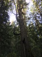 Auf dem Yellowhead Highway von Jasper nach Prince George - Spaziergang durch den Ancient Forest