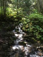 Auf dem Yellowhead Highway von Jasper nach Prince George - Spaziergang durch den Ancient Forest