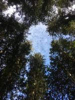 Auf dem Yellowhead Highway von Jasper nach Prince George - Spaziergang durch den Ancient Forest