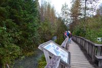 Bärenbeobachtung am Fish Creek - 1. Versuch