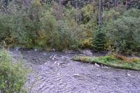 Bärenbeobachtung am Fish Creek - Das Buffet ist angerichtet