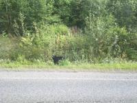 Fahrt nach Prince Rupert - Ein Schwarzbär am Straßenrand!