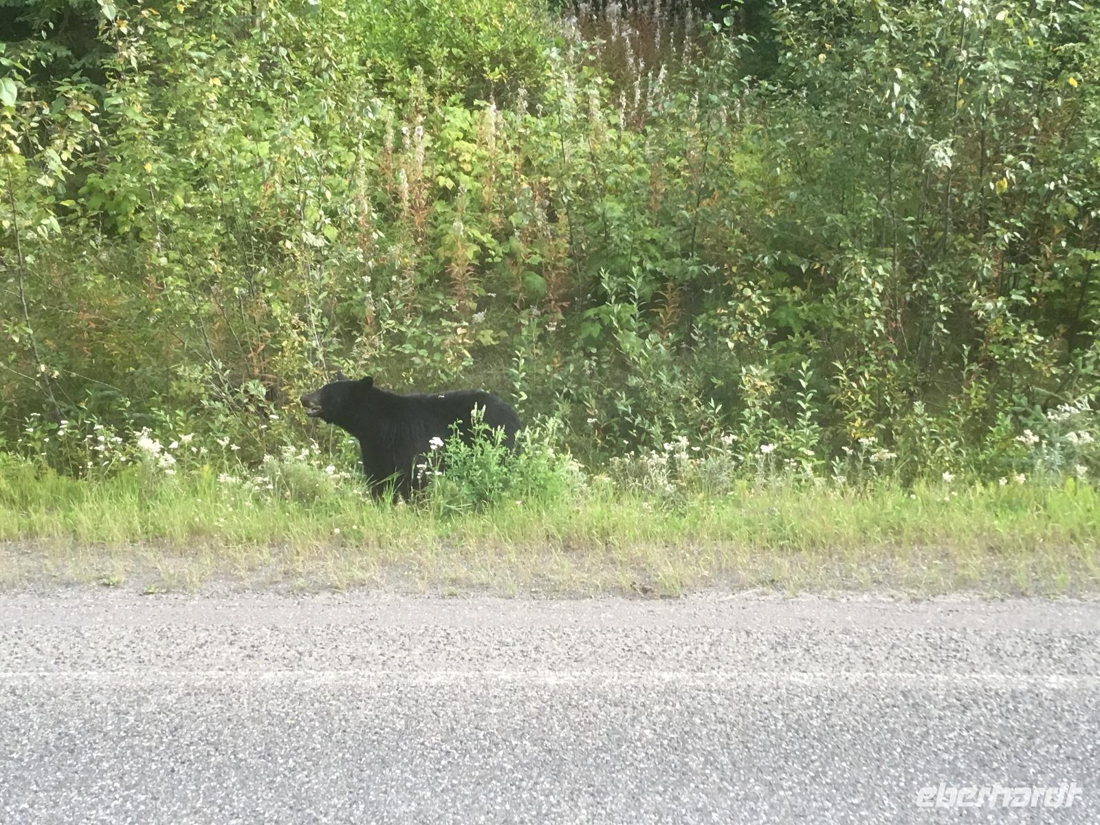 Fahrt nach Prince Rupert - Ein Schwarzbär am Straßenrand!