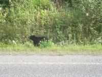 Fahrt nach Prince Rupert - Ein Schwarzbär am Straßenrand!