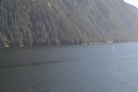 Durch die Inside Passage von Prince Rupert nach Port Hardy - Buckelwale schwimmen vorbei