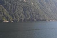 Durch die Inside Passage von Prince Rupert nach Port Hardy - Buckelwale schwimmen vorbei