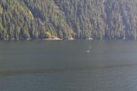 Durch die Inside Passage von Prince Rupert nach Port Hardy - Buckelwale schwimmen vorbei