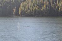 Durch die Inside Passage von Prince Rupert nach Port Hardy - Buckelwale schwimmen vorbei