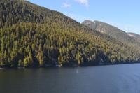 Durch die Inside Passage von Prince Rupert nach Port Hardy - Buckelwale schwimmen vorbei