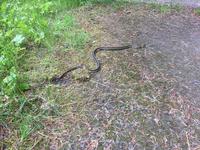 Von Port Hardy nach Victoria - Bei einer Pause entdecken wir eine Schlange