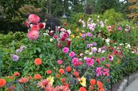 Butchart Garden5