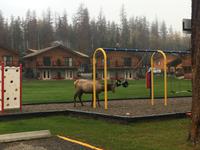 Hirsch am Hotel in Jasper