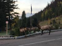 Hirsch am Hotel in Jasper2