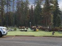 Hirsch am Hotel in Jasper4