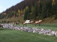 Hirsche vor dem Hotel