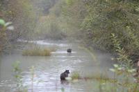 Bärenbeobachtung (1)