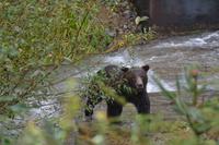 Bärenbeobachtung (2)