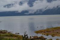 Bärenbeobachtung (3)