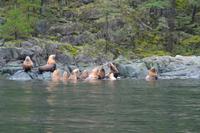 Bärenbeobachtung (5)