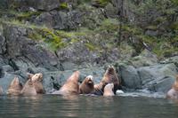 Bärenbeobachtung (6)