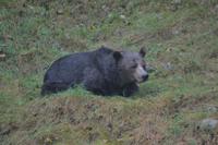 Bärenbeobachtung (7)