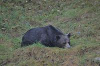 Bärenbeobachtung (8)