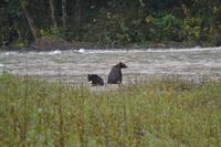 Bärenbeobachtung (10)